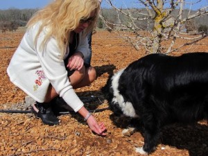 Dog sniffing for truffles