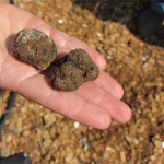 How to Store Truffles (And Other Truffle FAQs)