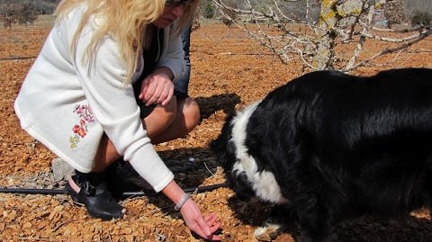 Dog sniffing for truffles