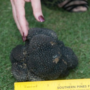 Black Perigord truffles