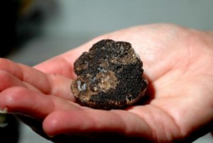 black summer truffles