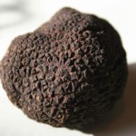 Around the World with Truffle Varieties – A Guide for Truffle Lovers