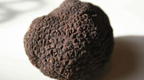 fresh truffles close up