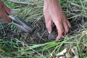 truffle-hunting