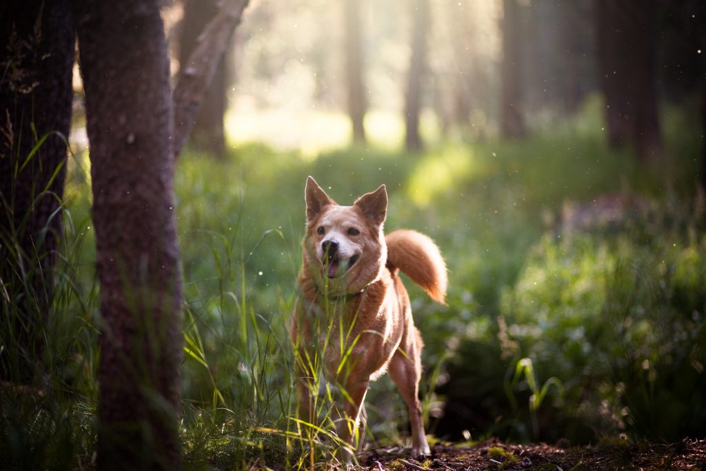 finding-good-truffles-with-dogs