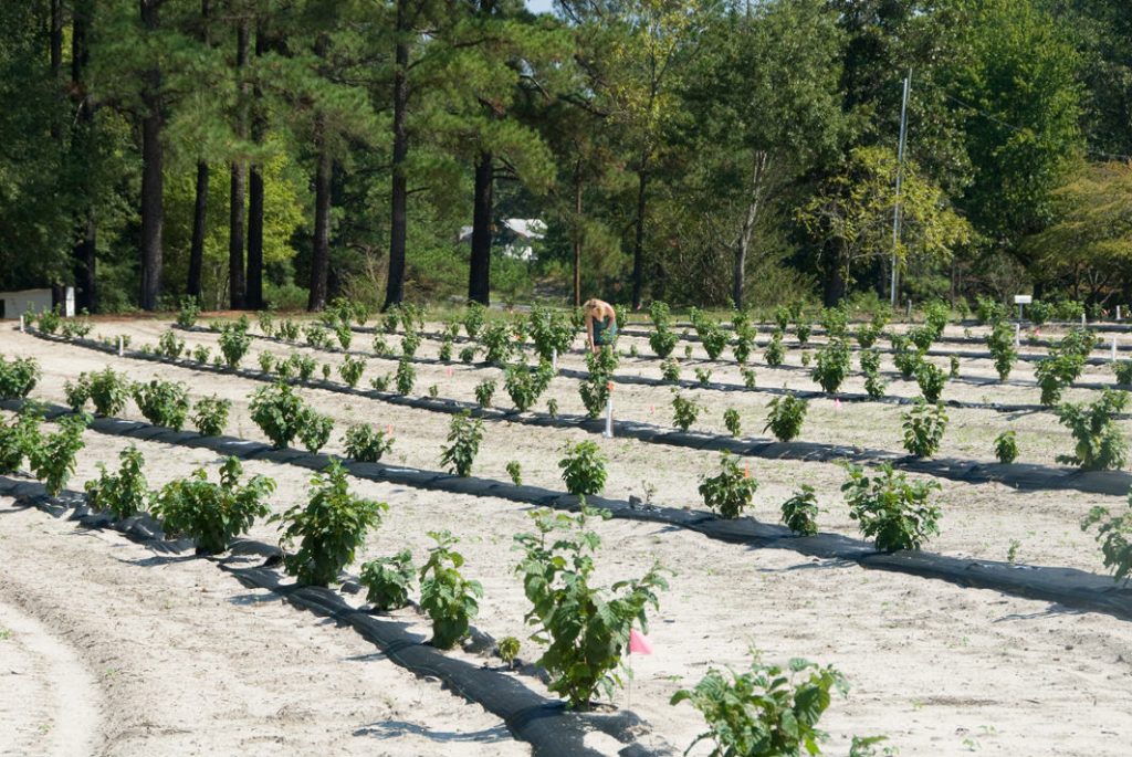 Susan checking the truffle trees in her orchard