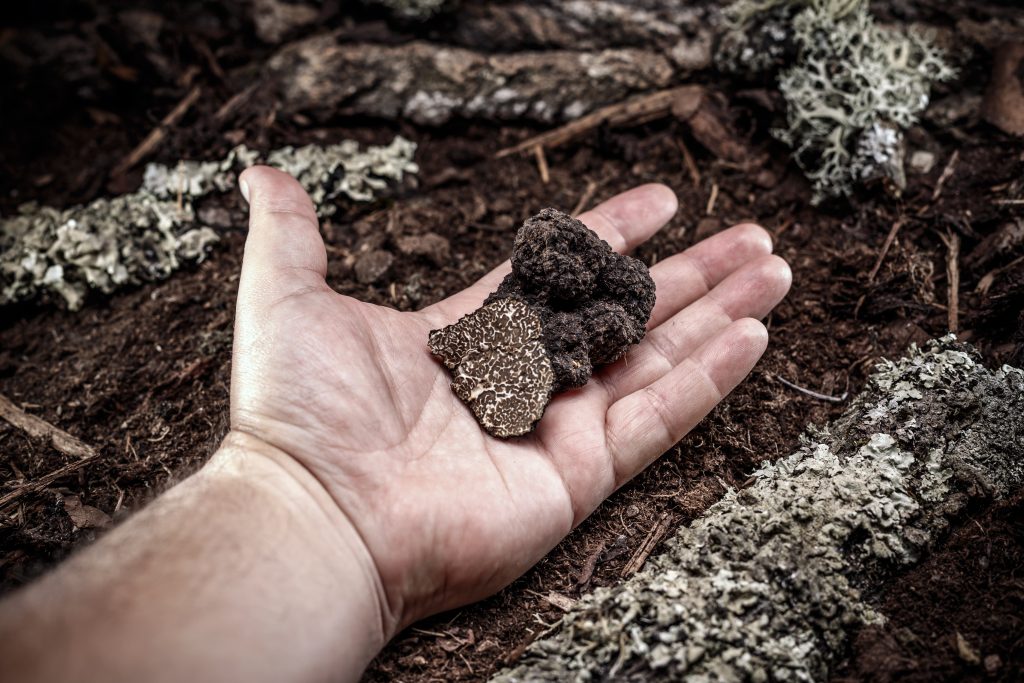 Man hand showing a black truffle