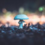 Why Do Some Mushrooms Glow in the Dark?